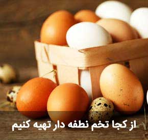 تخم نطفه دار مناسب جوجه کشی مرغ