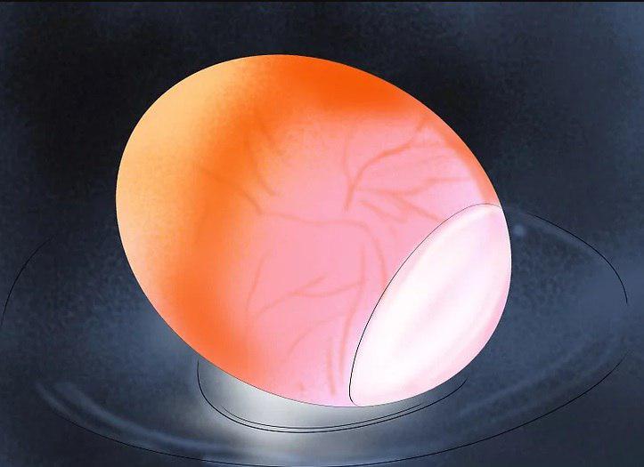 نوربینی تخم در جوجه کشی مرغ