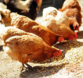 عوامل تغذیه ای موثر در نطفه داری و جوجه درآوری تخم مرغ