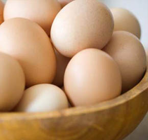 تولید تخم مرغ با پرورش مرغ تخمگذار