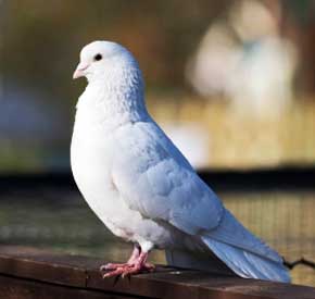 شرایط مهم در جفت گیری و جوجه کشی کبوتر