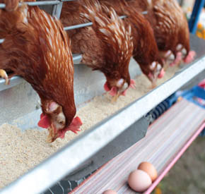 میزان مصرف دان مرغ تخم گذار