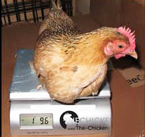 اثرات وزن مرغ مادر در جوجه درآوری