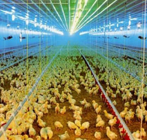 نوردهی سالن پرورش مرغ تخمگذار