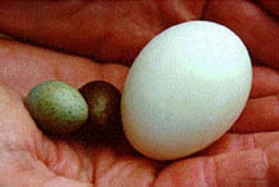 اجزاء تشکیل دهنده تخم مرغ