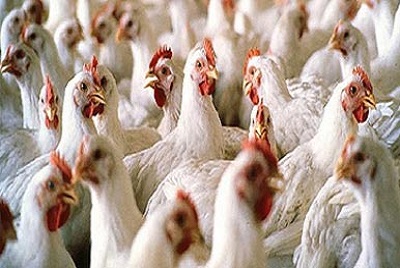 کنترل تولید مرغ با راه اندازی سیستم های نرم افزاری در کارخانه هایی جوجه کشی