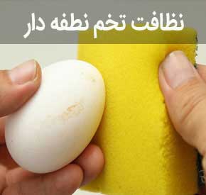 نظافت تخم های نطفه دار قبل از انتقال به دستگاه جوجه کشی