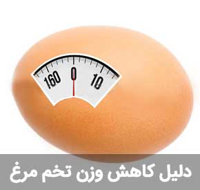 مهمترین دلایل کاهش وزن تخم نطفه دار در دستگاه جوجه کشی