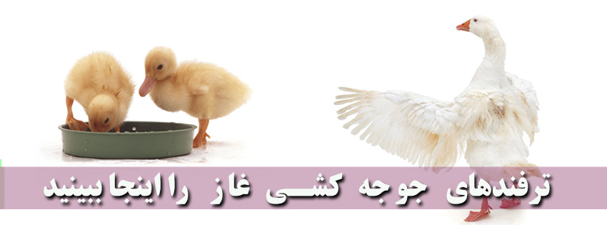 جوجه کشی غاز