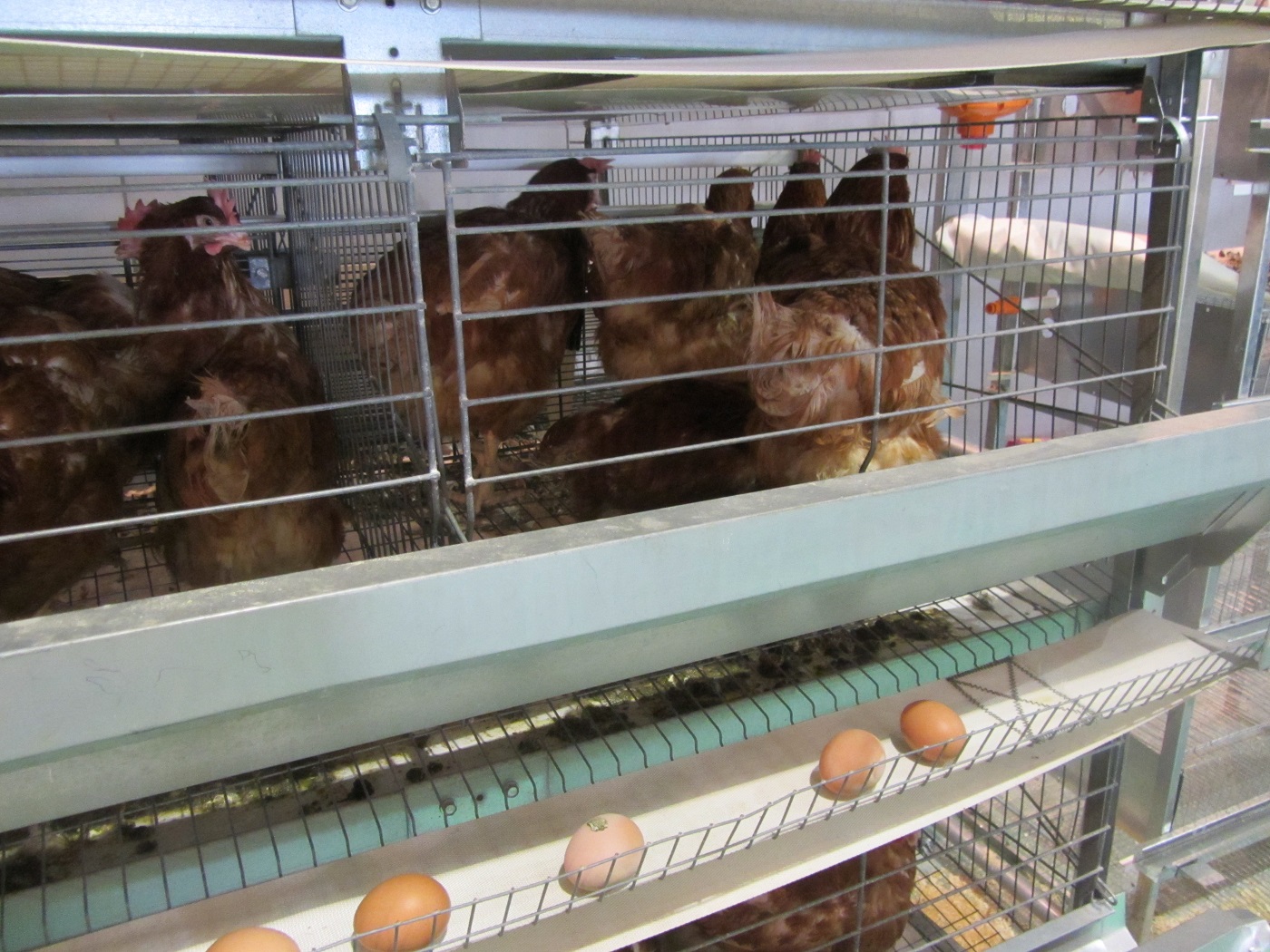 پرورش مرغ تخمگذار به روش صنعتی