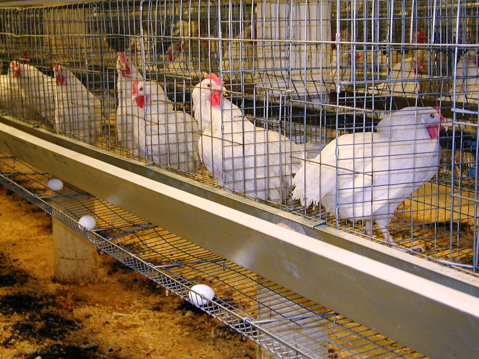 پروش مرغ تخمگذار در قفس