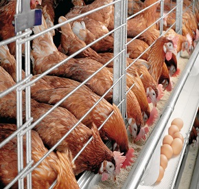 روش های نگهداری مرغ تخمگذار در ایران (بخش اول)