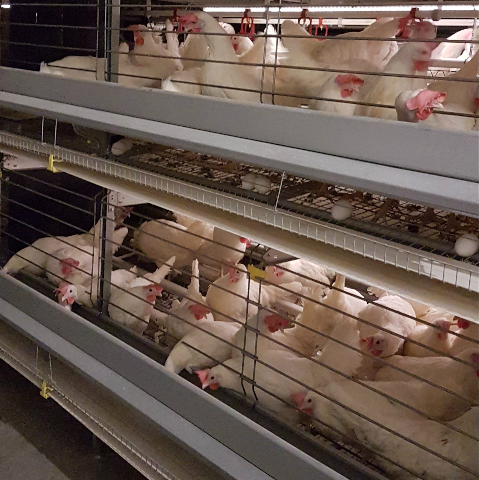 ساختمان قفس پرورش مرغ تخمگذار