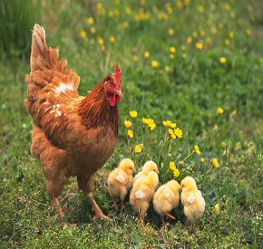 پرورش دهنده مرغ بومی در طول روز چه وظایفی دارد