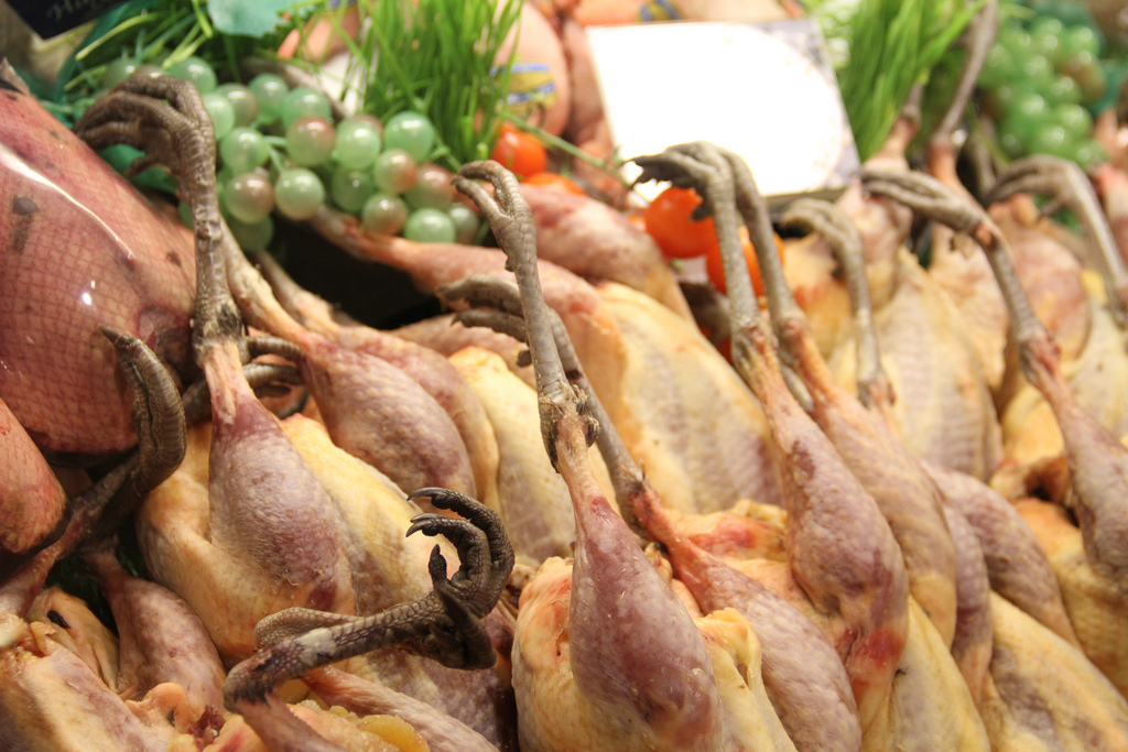 فروش گوشت به عنوان سود پرورش قرقاول