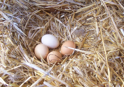 لانه تخمگذاری پرورش مرغ بومی