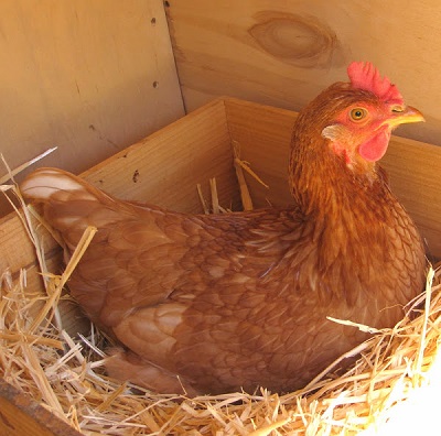 جعبه تخمگذاری پرورش مرغ بومی