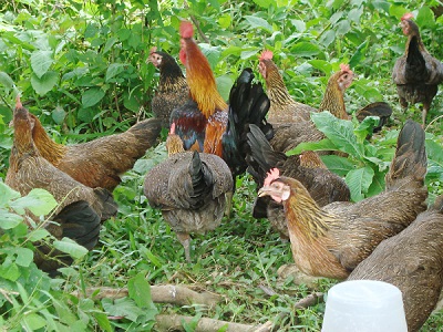 پرورش مرغ بومی در باغچه