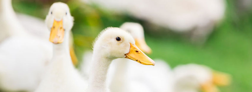 ترفندهای پرورش اردک در خانه و مزرعه به عنوان شغلی پر سود