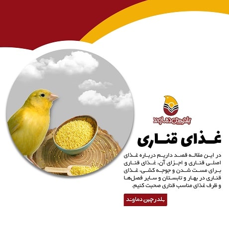 غذای قناری