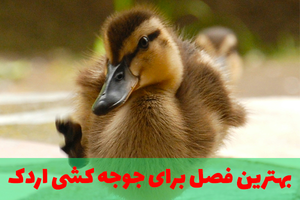 بهترین فصل برای جوجه کشی اردک