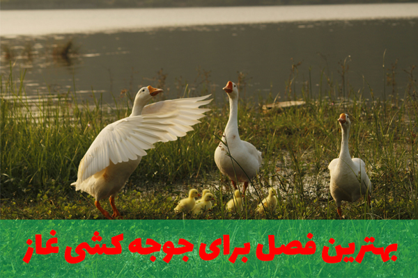 بهترین فصل برای جوجه کشی غاز