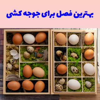 بهترین فصل برای جوجه کشی