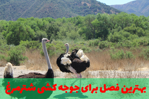 بهترین فصل برای جوجه کشی شترمرغ