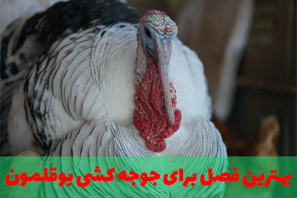 بهترین فصل برای جوجه کشی بوقلمون
