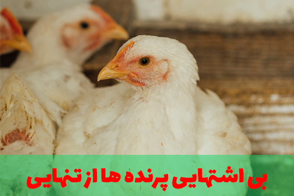 بی اشتهایی پرنده به دلیل تنهایی