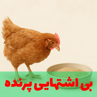 دلایل بی اشتهایی پرنده ها