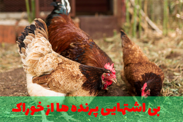 بی اشتهایی پرنده به دلیل خوراک نامناسب