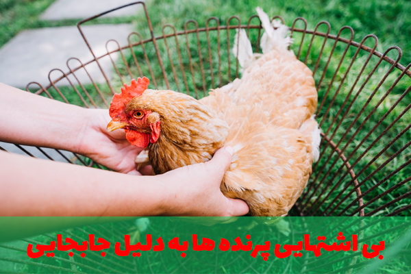 بی اشتهایی پرنده به دلیل جابجایی