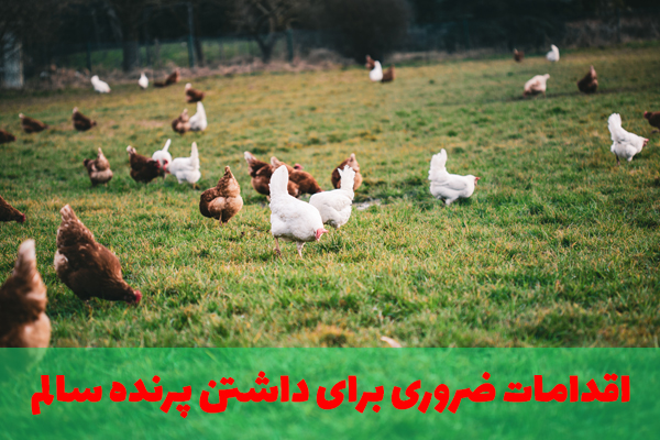 جلوگیری از بی اشتها شدن پرنده ها