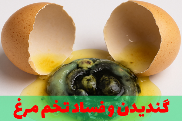 گندیدن و فساد تخم مرغ