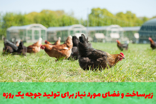 فضای مورد نیاز برای تولید جوجه یکروزه