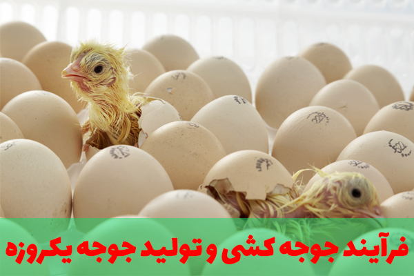 فرآیند جوجه کشی و تولید جوجه