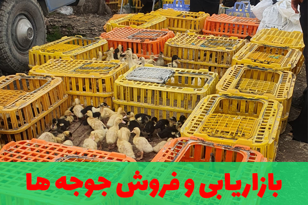 فروش جوجه یکروزه
