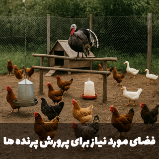 فضای مورد نیاز برای پرورش پرندگان