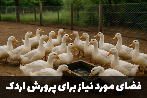 فضای مورد نیاز برای پرورش اردک