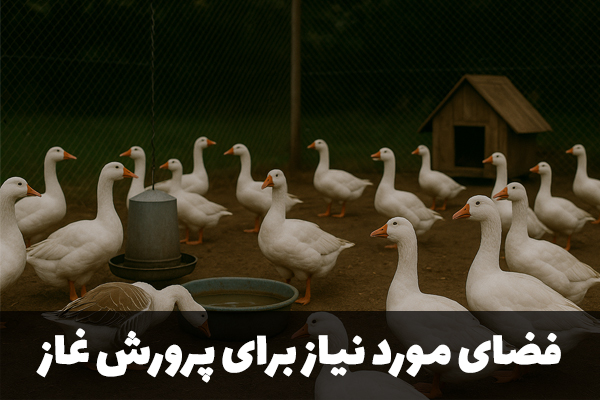 فضای مورد نیاز برای پرورش غاز