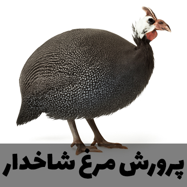 پرورش مرغ شاخدار