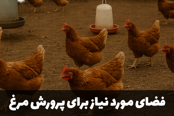 فضای مورد نیاز برای پرورش مرغ