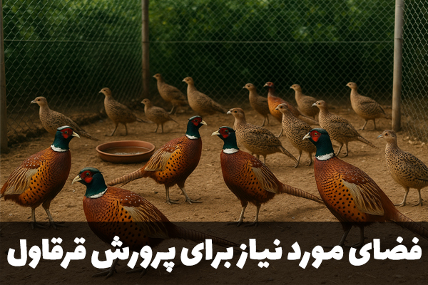 فضای مورد نیاز برای پرورش قرقاول