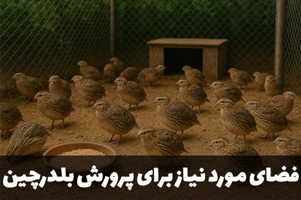 فضای مورد نیاز برای پرورش بلدرچین