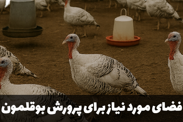 فضای مورد نیاز برای پرورش بوقلمون