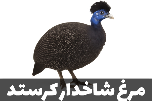 مرغ شاخدار کرستد