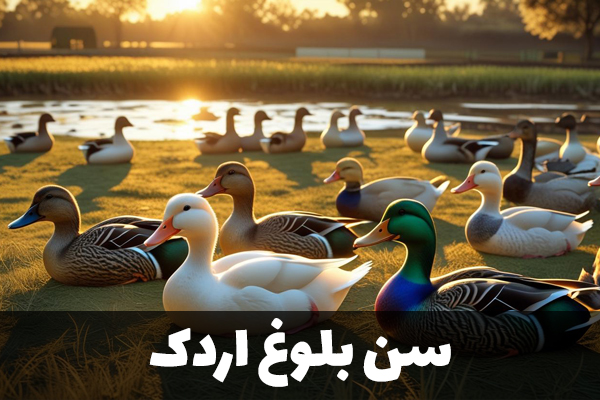 سن بلوغ اردک