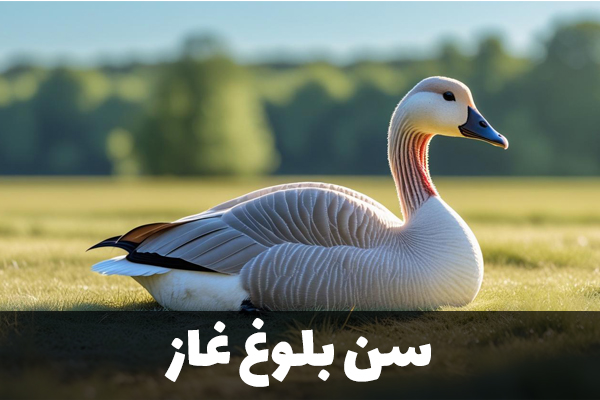 سن بلوغ غاز