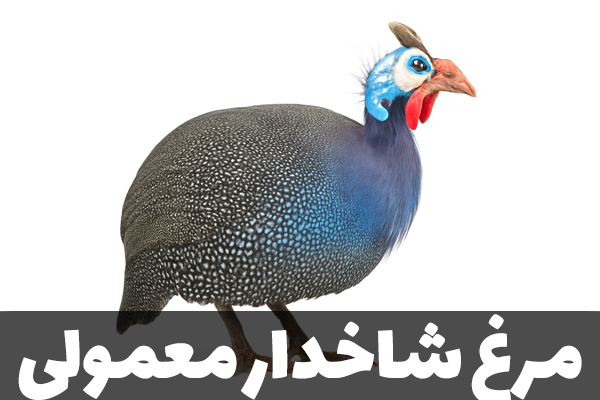 مرغ شاخدار معمولی